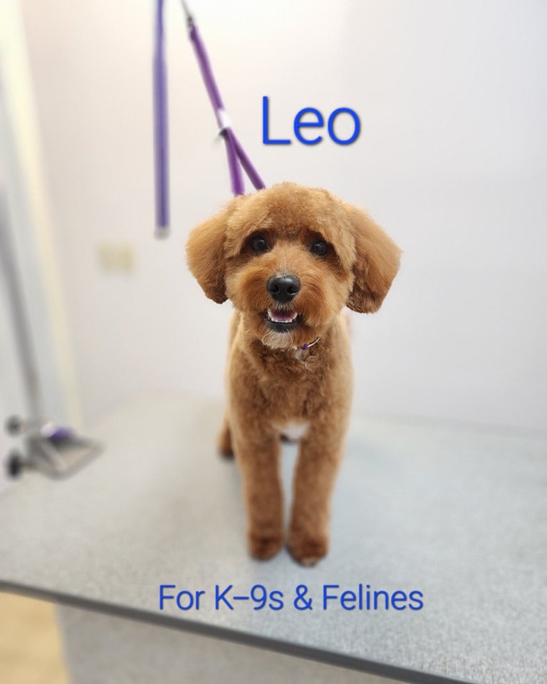 Leo