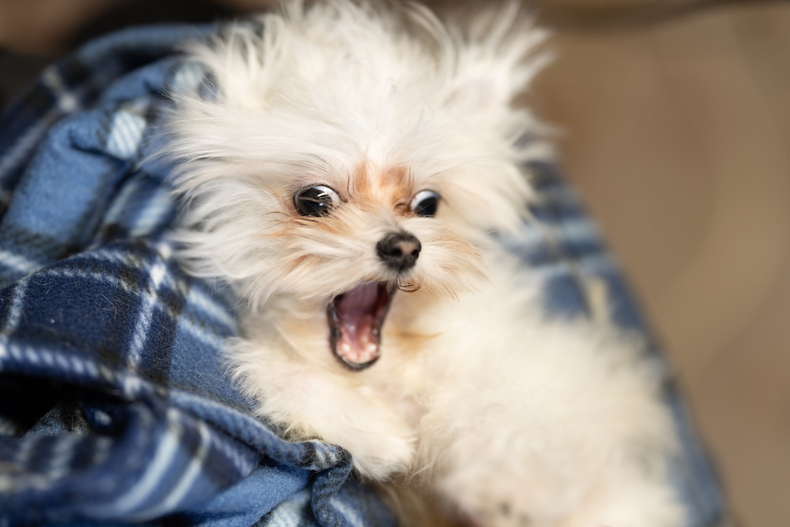 Puppy Grooming