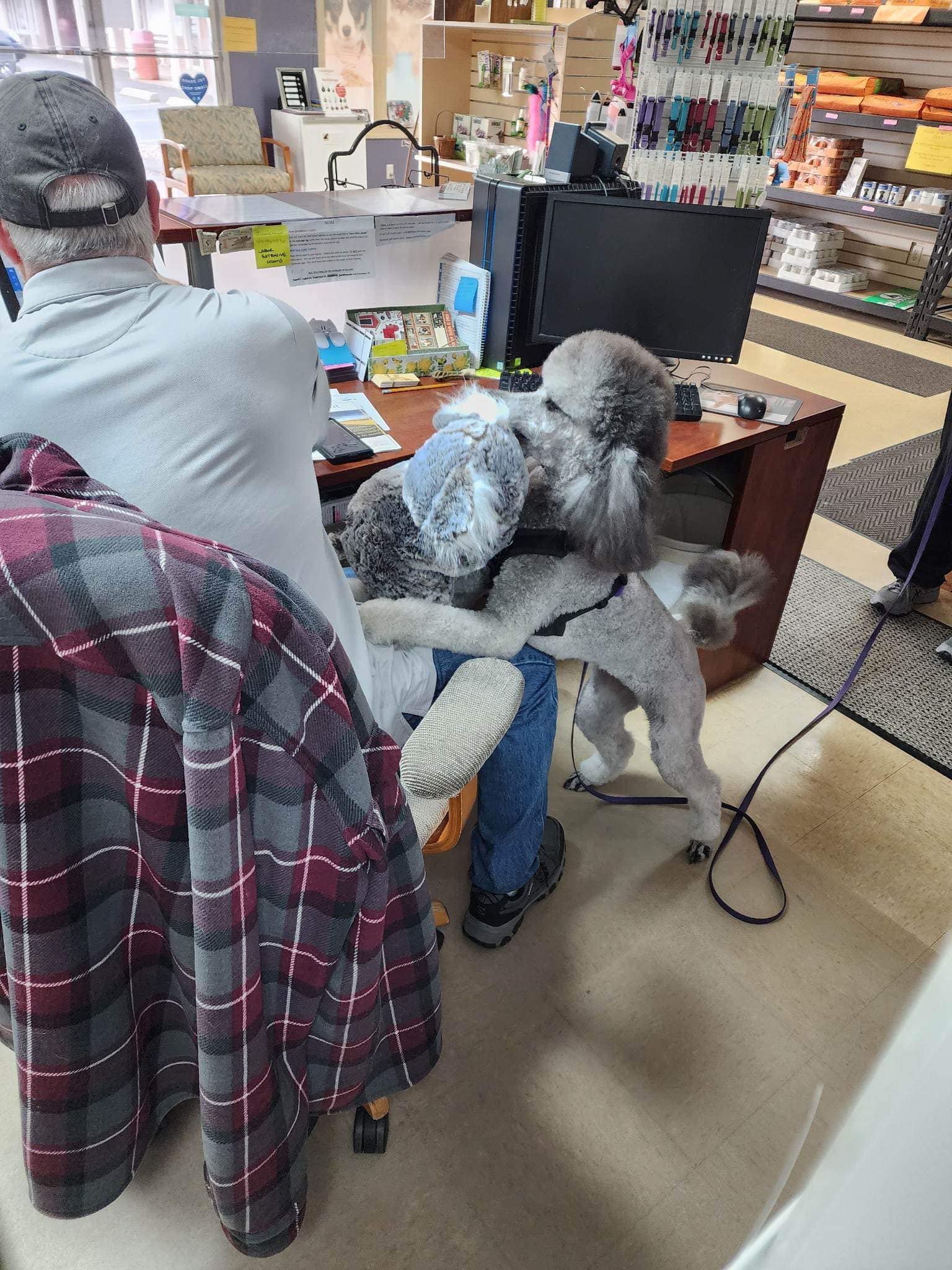 Michael Vincent and Figment the Standard Poodle