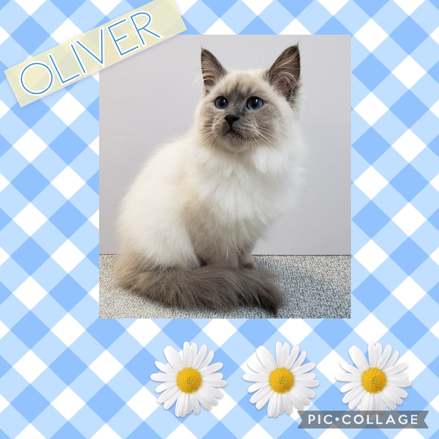 Oliver