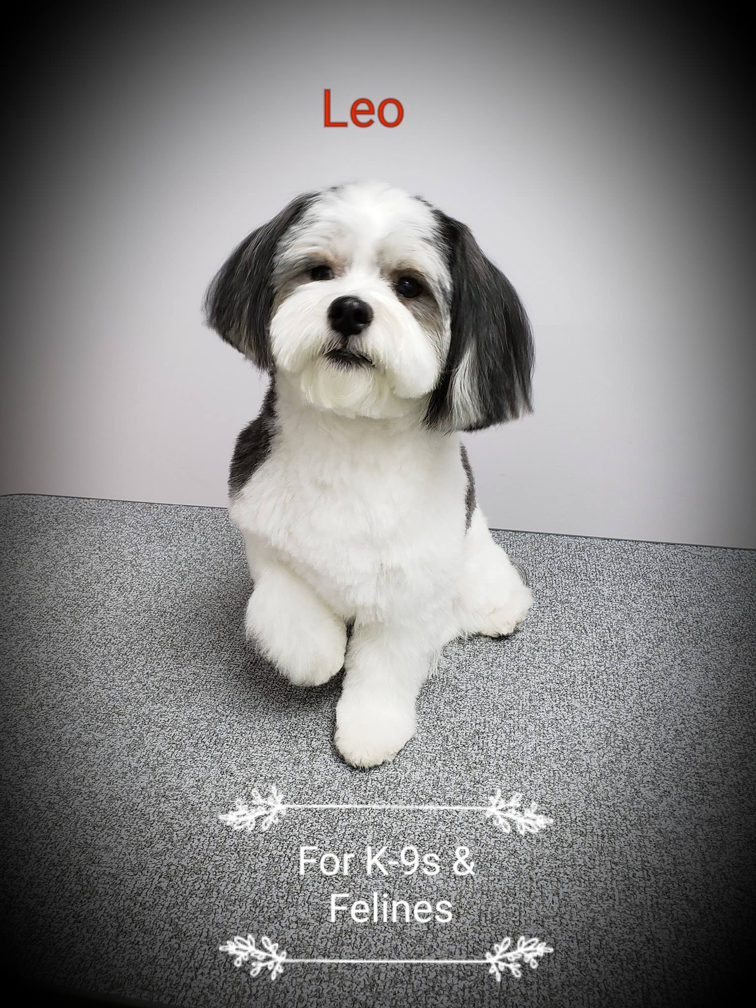 Dog Grooming - Leo the Havanese